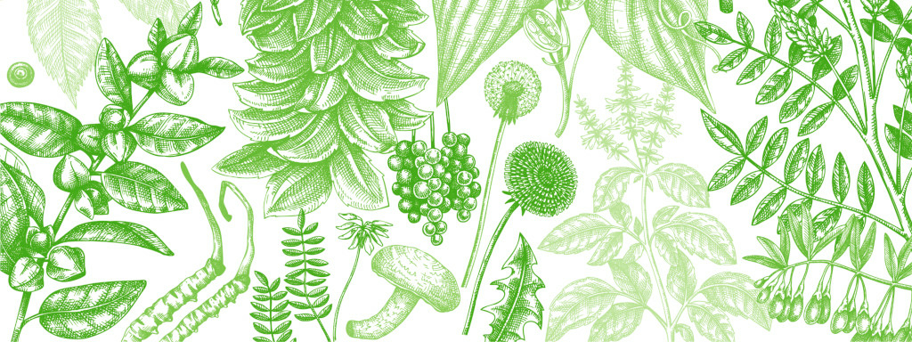 Adaptogenen en hun bijdrage aan vitaliteit