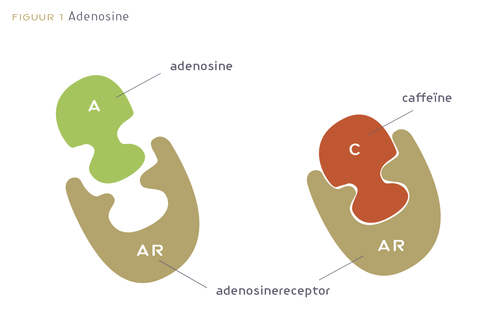 Figuur 1 Adenosine