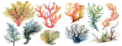 Algen zijn een goede bron van eiwit