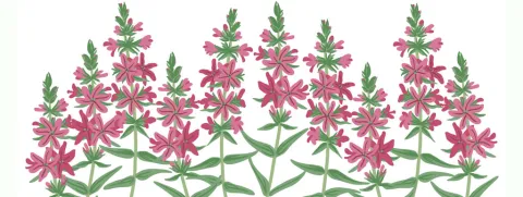 Astragalus, Chinees kruid