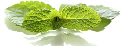 Citroenmelisse kalmerend