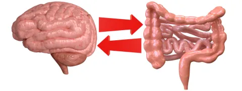 Darmmicrobioom bij psychiatrische aandoeningen