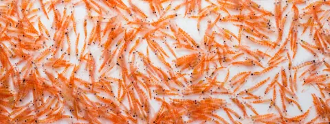 Krill tegen artrose