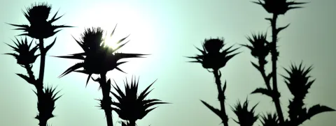 Mariadistel bij overgewicht