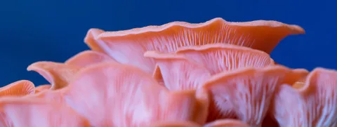 Oesterzwam goed voor bloedsuiker en bloedvetten