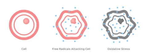 Lage antioxidantstatus, hogere sterftekans