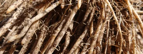 Shatavari tegen overgangsklachten