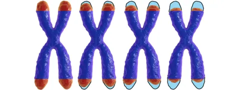 Vitamine C en de telomeren