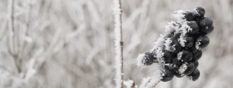 Vlierbes als prebioticum?