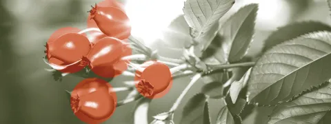 Berberine als farmaceutisch diabetesmedicijn