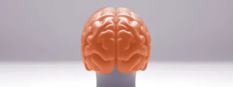 Vitamine C als onderdeel van de hersen-darm-as