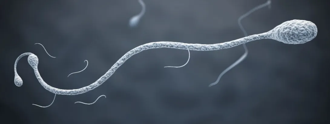 B-vitaminen en vruchtbaarheid