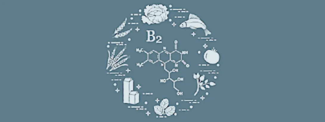 Riboflavine voor de darmflora