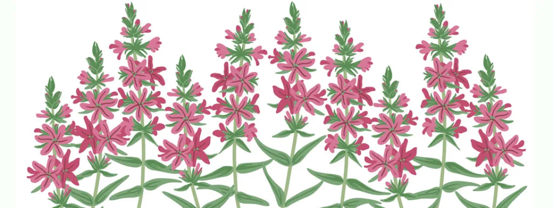 Astragalus, Chinees kruid