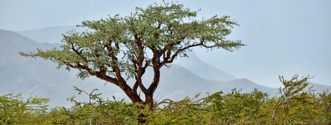 Boswellia onderdrukt COVID-inflammatie