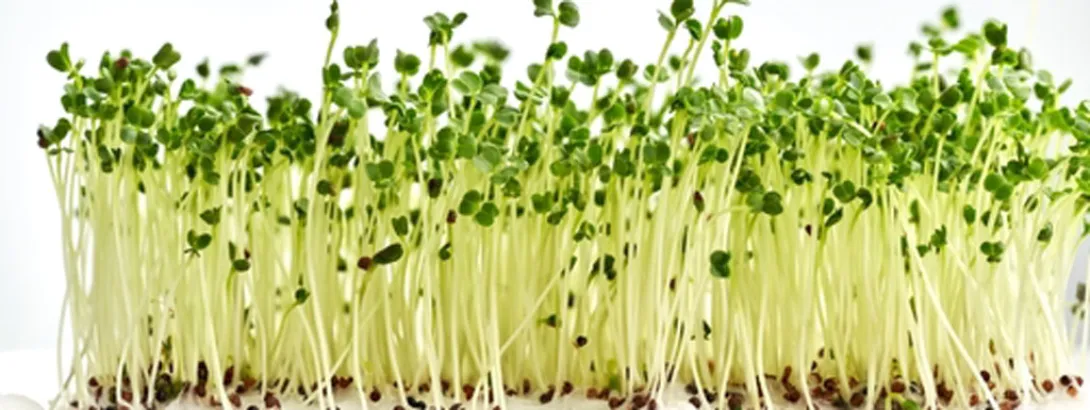 Sulforafaan soms ontstekingsopwekkend?