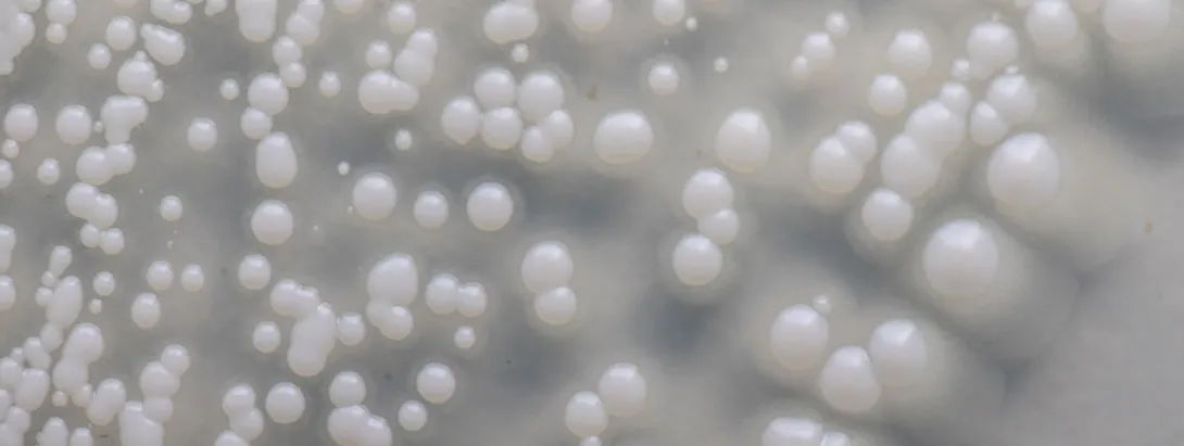 Bètaglucaan, een prebioticum, tegen pollenallergie