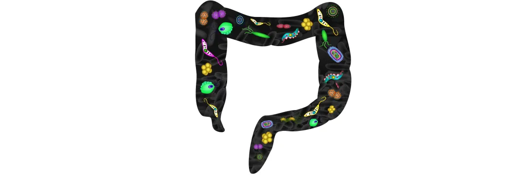 Diversiteit sleutel tot kolonisatieresistentie