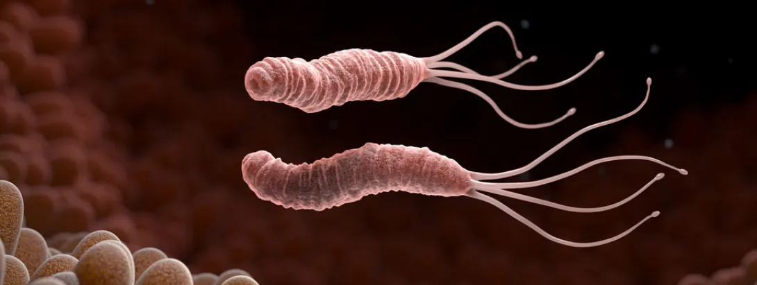 Probiotica gaan helicobacter te lijf