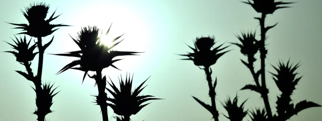 Mariadistel bij overgewicht