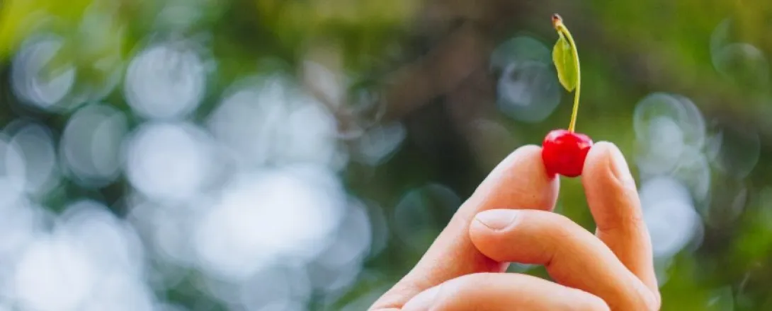 Krieken of blauwe bes