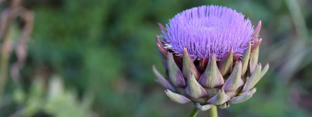Luteoline en chlorogeenzuur bij overgewicht