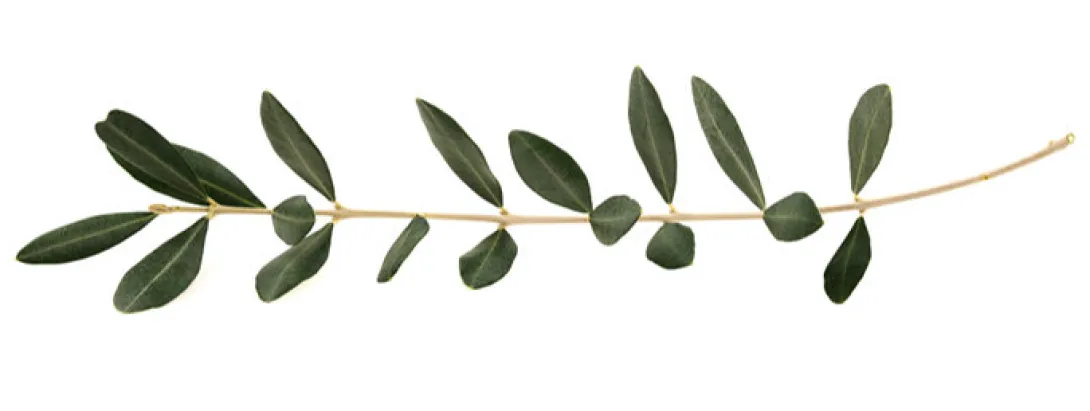 Olijfbladextract heelt de wonden