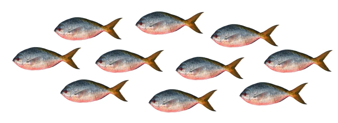 Diagnose van omega-3-status