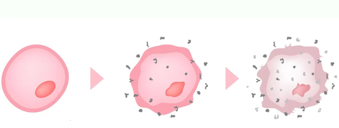 Oxidatieve stress uit balans: niet goed voor het hart