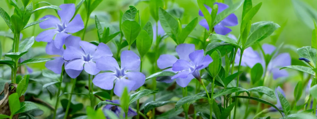 Kleine duizendknoop goed voor geheugen en stemming bij ouderen