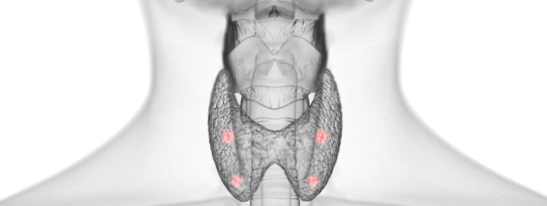 Pre- en probiotica weinig invloed op schildklier