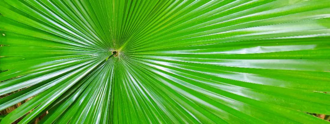 Zegepalm vermindert plasproblematiek