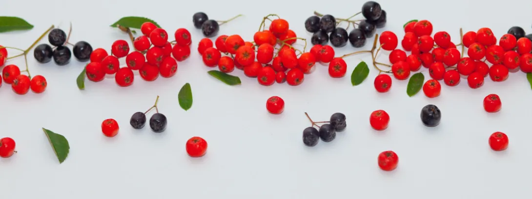Wilde bessen voedzamer
