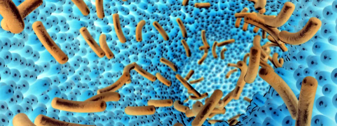 Boterzuurproducerende bacteriën