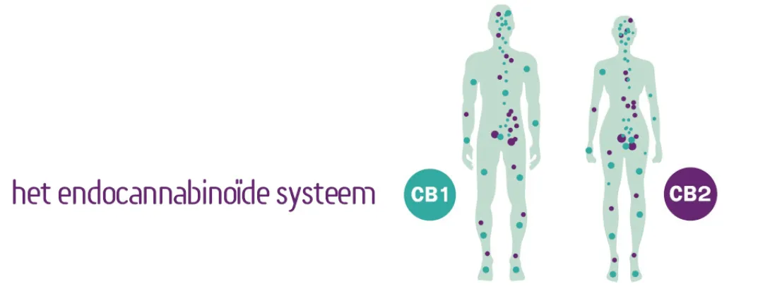 Endocannabinoïden spiegelen gezonde voeding