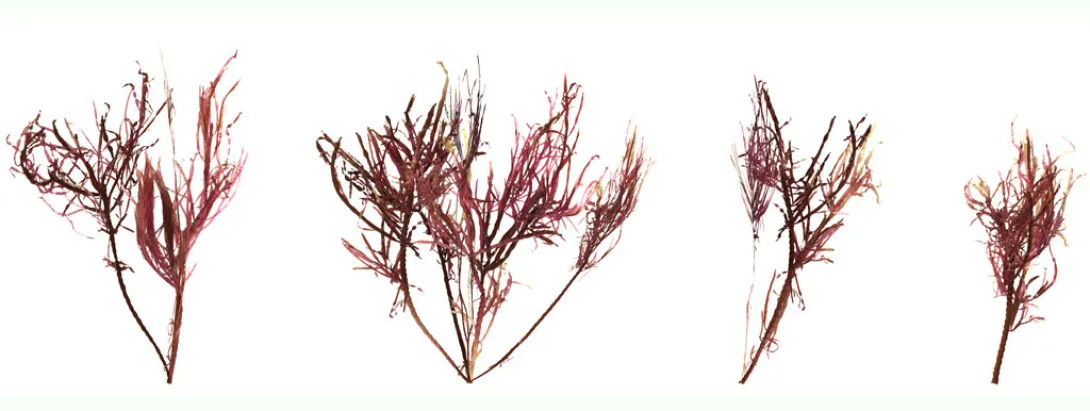 Mg en Ca tegen colitis 